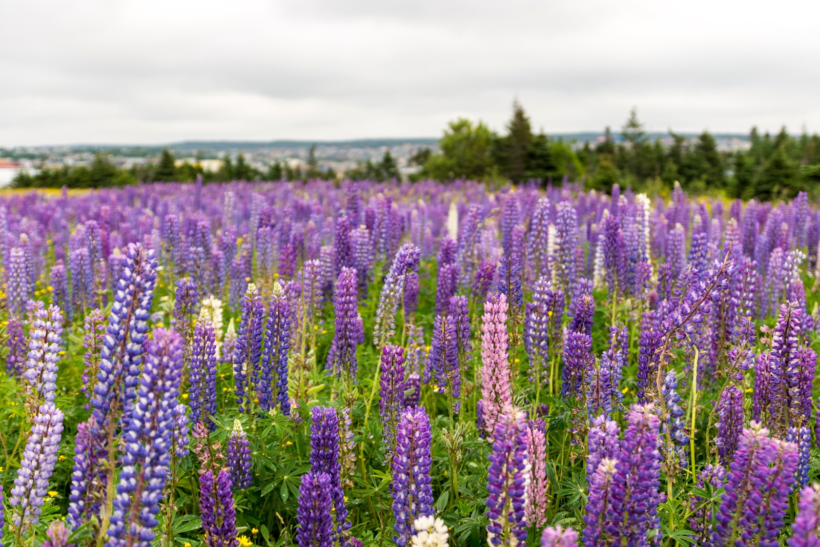 Blomsterlupin
