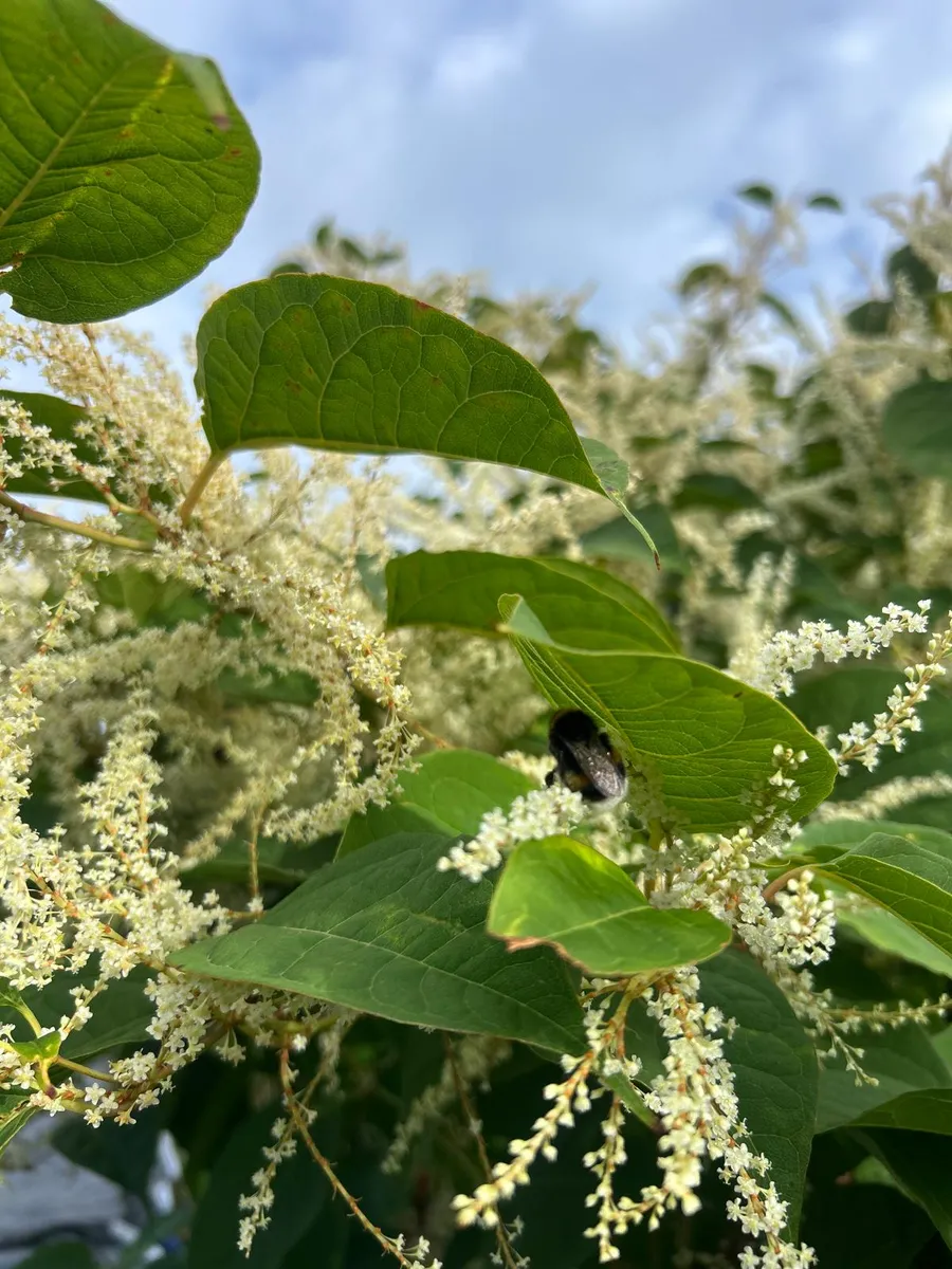 Ångbehandling av parkslide