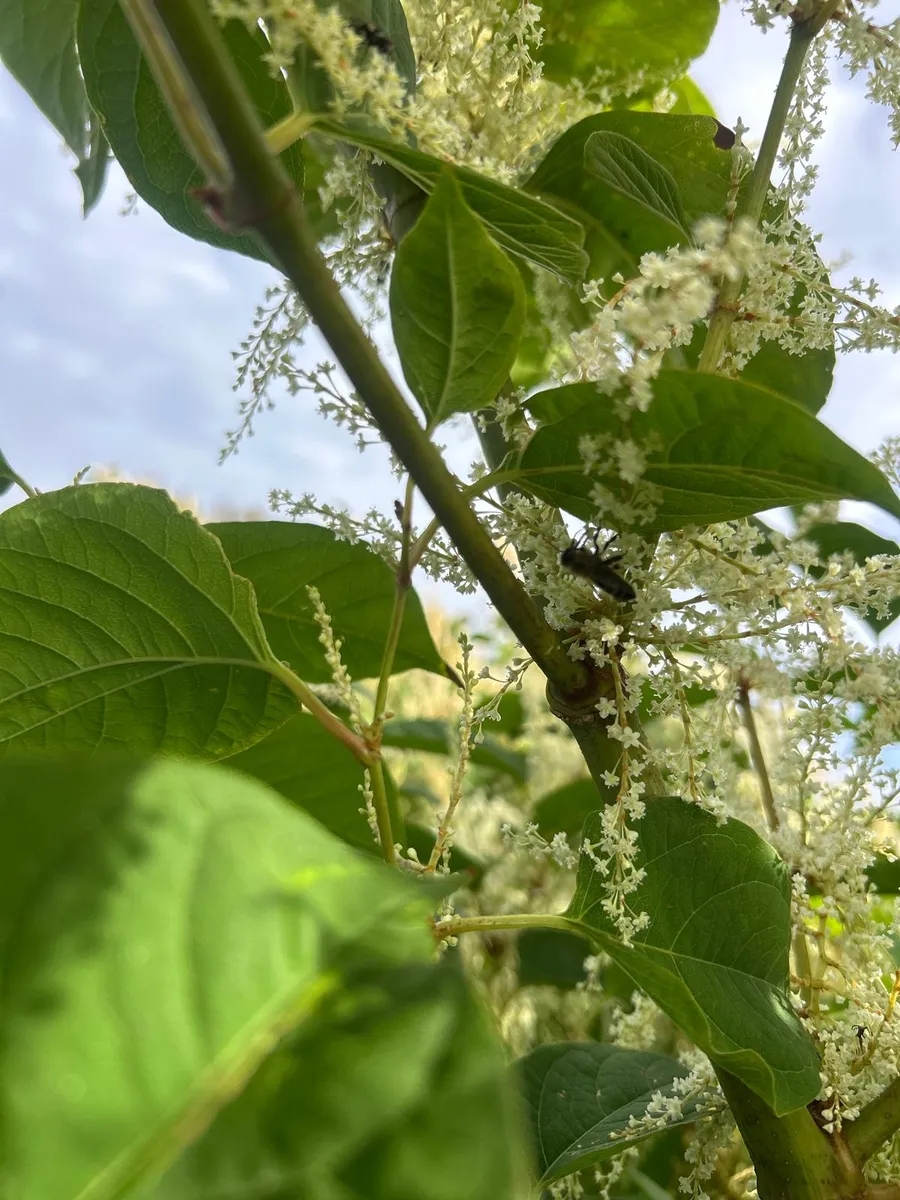 Rådgivning invasiva arter