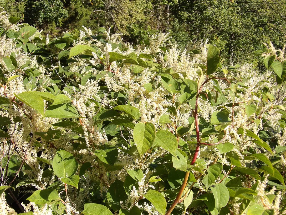 Bekämpning i känslig miljö